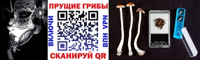 сколько стоит  Починок  Псилоцибиновые грибы Magic Shrooms 